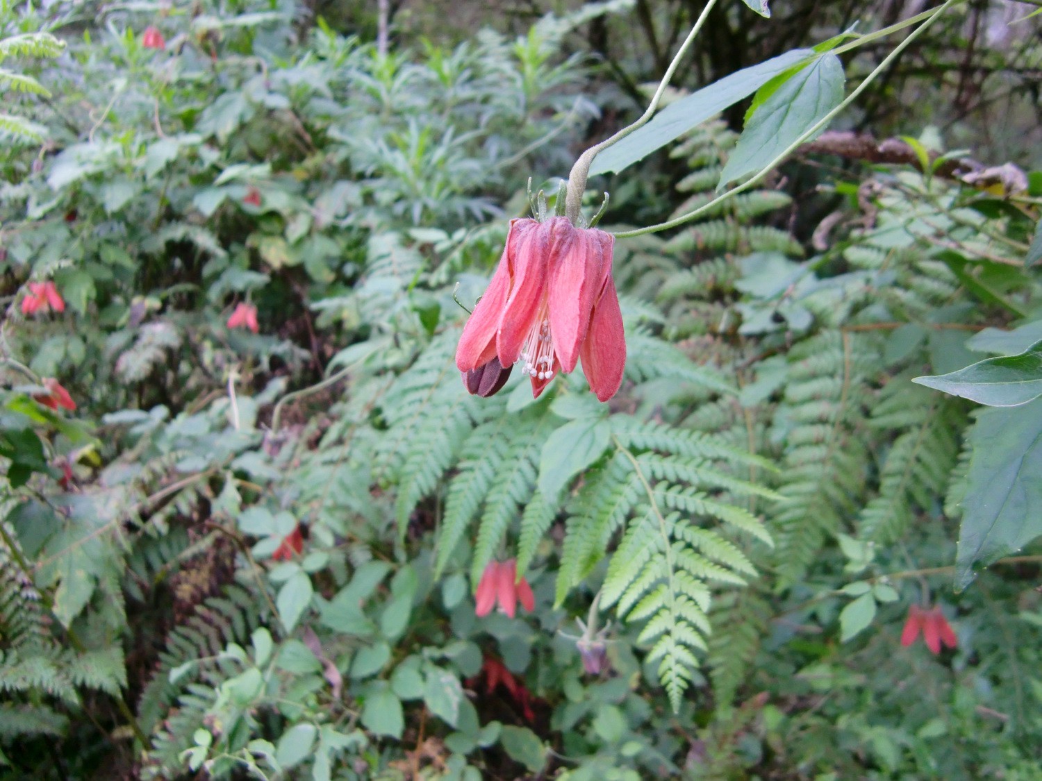 Red flowers in the Quebrada San Lorenzo